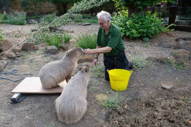 August 24, 2026, London, England, United Kingdom: A zookeeper Mick weighs Capybara during the annual Weigh In at ZSL (Zoological Society of London) in London, Britain. Zookeepers record the animals vital statistics as part of regular health and wellbeing checks. London United Kingdom - ZUMAk172 20260824_zip_k172_001 Copyright: xThomasxKrychx
