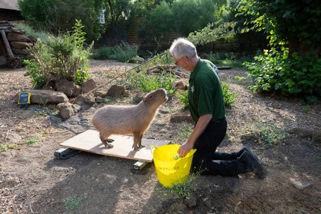 August 24, 2026, London, England, United Kingdom: A zookeeper Mick weighs Capybara during the annual Weigh In at ZSL (Zoological Society of London) in London, Britain. Zookeepers record the animals vital statistics as part of regular health and wellbeing checks. London United Kingdom - ZUMAk172 20260824_zip_k172_004 Copyright: xThomasxKrychx