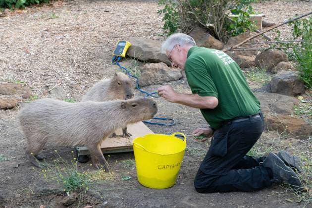 August 24, 2026, London, England, United Kingdom: A zookeeper Mick weighs Capybara during the annual Weigh In at ZSL (Zoological Society of London) in London, Britain. Zookeepers record the animals vital statistics as part of regular health and wellbeing checks. London United Kingdom - ZUMAk172 20260824_zip_k172_005 Copyright: xThomasxKrychx