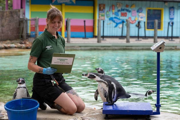 August 24, 2026, London, England, United Kingdom: A zookeeper weighs Humboldt penguins during London Zoo s annual weigh-in in London, Britain, August 24, 2026. Zookeepers record the animals vital statistics as part of regular health and wellbeing checks. London United Kingdom - ZUMAk172 20260824_zip_k172_017 Copyright: xThomasxKrychx