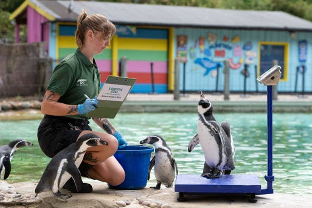 August 24, 2026, London, England, United Kingdom: A zookeeper weighs Humboldt penguins during London Zoo s annual weigh-in in London, Britain, August 24, 2026. Zookeepers record the animals vital statistics as part of regular health and wellbeing checks. London United Kingdom  - ZUMAk172 20260824_zip_k172_034 Copyright: xThomasxKrychx