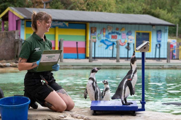 August 24, 2026, London, England, United Kingdom: A zookeeper weighs Humboldt penguins during London Zoo s annual weigh-in in London, Britain, August 24, 2026. Zookeepers record the animals vital statistics as part of regular health and wellbeing checks. London United Kingdom  - ZUMAk172 20260824_zip_k172_035 Copyright: xThomasxKrychx