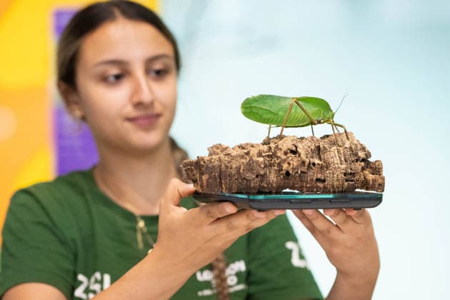 August 24, 2026, London, England, United Kingdom: A zookeeper has a Katydid insect on a scale during London Zoo s annual weigh-in in London, Britain. Zookeepers record the animals vital statistics as part of regular health and wellbeing checks. London United Kingdom - ZUMAk172 20260824_zip_k172_018 Copyright: xThomasxKrychx