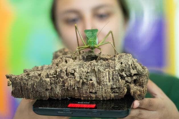 August 24, 2026, London, England, United Kingdom: A zookeeper has a Katydid insect on a scale during London Zoo s annual weigh-in in London, Britain. Zookeepers record the animals vital statistics as part of regular health and wellbeing checks. London United Kingdom - ZUMAk172 20260824_zip_k172_019 Copyright: xThomasxKrychx