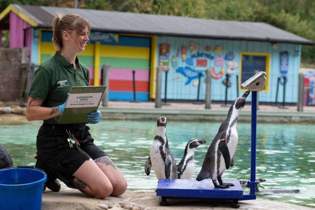 August 24, 2026, London, England, United Kingdom: A zookeeper weighs Humboldt penguins during London Zoo s annual weigh-in in London, Britain, August 24, 2026. Zookeepers record the animals vital statistics as part of regular health and wellbeing checks. London United Kingdom - ZUMAk172 20260824_zip_k172_022 Copyright: xThomasxKrychx