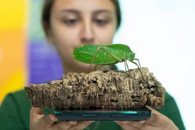 August 24, 2026, London, England, United Kingdom: A zookeeper has a Katydid insect on a scale during London Zoo s annual weigh-in in London, Britain. Zookeepers record the animals vital statistics as part of regular health and wellbeing checks. London United Kingdom - ZUMAk172 20260824_zip_k172_023 Copyright: xThomasxKrychx
