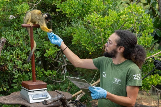 August 24, 2026, London, England, United Kingdom: A zookeeper Roan weighs a Bolivian Squirrel monkey on a scale during the annual Weigh In at ZSL (Zoological Society of London) in London, Britain, August 24, 2026. Zookeepers record the animals vital statistics as part of regular health and wellbeing checks. London United Kingdom - ZUMAk172 20260824_zip_k172_024 Copyright: xThomasxKrychx