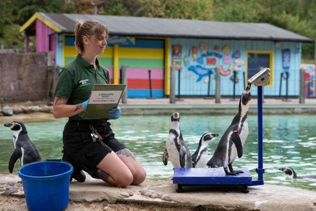 August 24, 2026, London, England, United Kingdom: A zookeeper weighs Humboldt penguins during London Zoo s annual weigh-in in London, Britain, August 24, 2026. Zookeepers record the animals vital statistics as part of regular health and wellbeing checks. London United Kingdom - ZUMAk172 20260824_zip_k172_025 Copyright: xThomasxKrychx