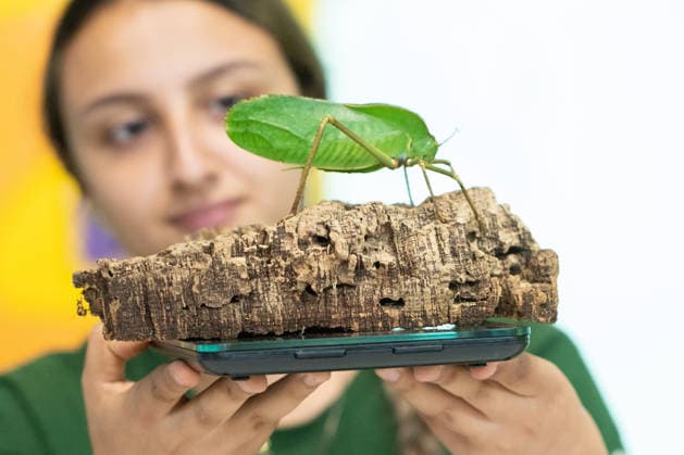 August 24, 2026, London, England, United Kingdom: A zookeeper has a Katydid insect on a scale during London Zoo s annual weigh-in in London, Britain. Zookeepers record the animals vital statistics as part of regular health and wellbeing checks. London United Kingdom - ZUMAk172 20260824_zip_k172_026 Copyright: xThomasxKrychx
