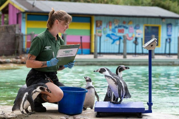 August 24, 2026, London, England, United Kingdom: A zookeeper weighs Humboldt penguins during London Zoo s annual weigh-in in London, Britain, August 24, 2026. Zookeepers record the animals vital statistics as part of regular health and wellbeing checks. London United Kingdom - ZUMAk172 20260824_zip_k172_029 Copyright: xThomasxKrychx