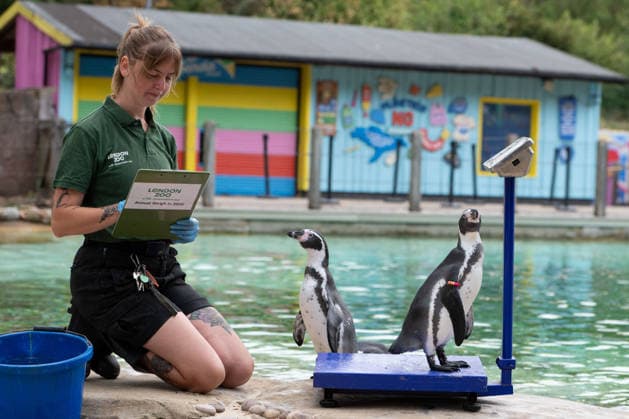 August 24, 2026, London, England, United Kingdom: A zookeeper weighs Humboldt penguins during London Zoo s annual weigh-in in London, Britain, August 24, 2026. Zookeepers record the animals vital statistics as part of regular health and wellbeing checks. London United Kingdom - ZUMAk172 20260824_zip_k172_030 Copyright: xThomasxKrychx