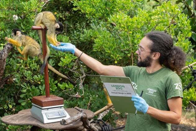 August 24, 2026, London, England, United Kingdom: A zookeeper Roan weighs a Bolivian Squirrel monkey on a scale during the annual Weigh In at ZSL (Zoological Society of London) in London, Britain, August 24, 2026. Zookeepers record the animals vital statistics as part of regular health and wellbeing checks. London United Kingdom - ZUMAk172 20260824_zip_k172_031 Copyright: xThomasxKrychx