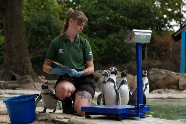 August 24, 2026, London, England, United Kingdom: A zookeeper weighs Humboldt penguins during London Zoo s annual weigh-in in London, Britain, August 24, 2026. Zookeepers record the animals vital statistics as part of regular health and wellbeing checks. London United Kingdom - ZUMAk172 20260824_zip_k172_032 Copyright: xThomasxKrychx