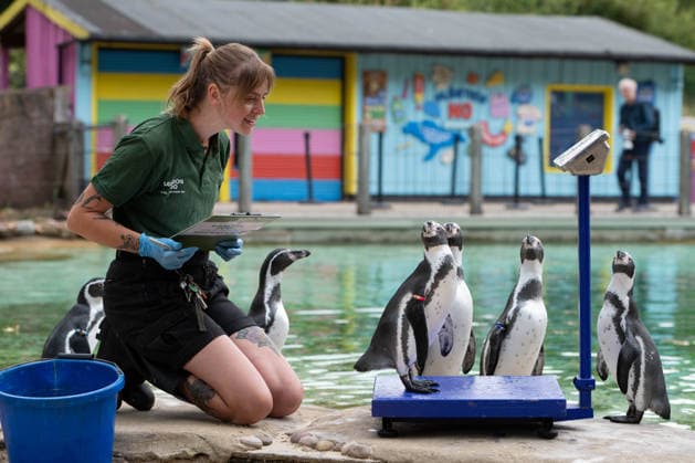 August 24, 2026, London, England, United Kingdom: A zookeeper weighs Humboldt penguins during London Zoo s annual weigh-in in London, Britain, August 24, 2026. Zookeepers record the animals vital statistics as part of regular health and wellbeing checks. London United Kingdom - ZUMAk172 20260824_zip_k172_033 Copyright: xThomasxKrychx