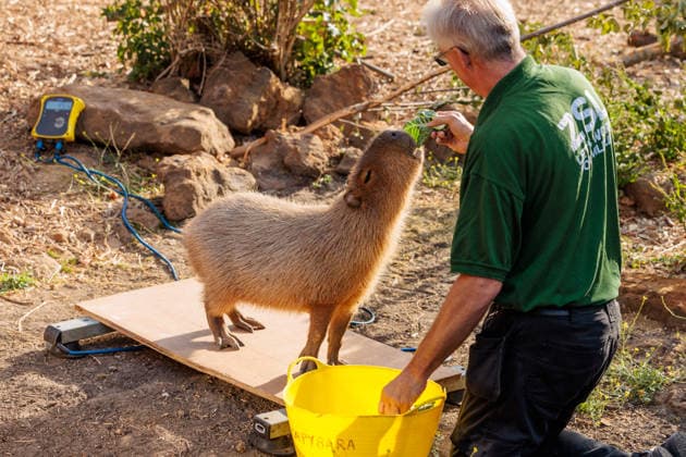 Annual weigh-in records animals™ vital statistics at ZSL London Zoo, London, UK. ZSL London Zoo, UK. 24th August 2026. Capybara, Kiwi, is tempted onto the scales by ZSL London Zoo Keeper at the annual weigh in. The weigh-in is an opportunity for keepers at ZSL London Zoo to make sure the information they™ve recorded is up-to-date and accurate, enabling them to monitor each animals health. Each measurement is then added to the Zoological Information Management System (ZIMS), a database shared with zoos all over the world that helps zookeepers to compare important information on thousands of endangered species., Credit:Photo by Amanda Rose Amanda Rose Avalon United Kingdom, London, ZSL London Zoo  Copyright: xPhotoxbyxAmandaxRosex xAmandaxRosex xAvalonx 1128185226