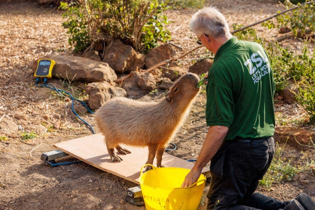 Annual weigh-in records animals™ vital statistics at ZSL London Zoo, London, UK. ZSL London Zoo, UK. 24th August 2026. Capybara, Kiwi, is tempted onto the scales by ZSL London Zoo Keeper at the annual weigh in. The weigh-in is an opportunity for keepers at ZSL London Zoo to make sure the information they™ve recorded is up-to-date and accurate, enabling them to monitor each animals health. Each measurement is then added to the Zoological Information Management System (ZIMS), a database shared with zoos all over the world that helps zookeepers to compare important information on thousands of endangered species., Credit:Photo by Amanda Rose Amanda Rose Avalon United Kingdom, London, ZSL London Zoo  Copyright: xPhotoxbyxAmandaxRosex xAmandaxRosex xAvalonx 1128185229