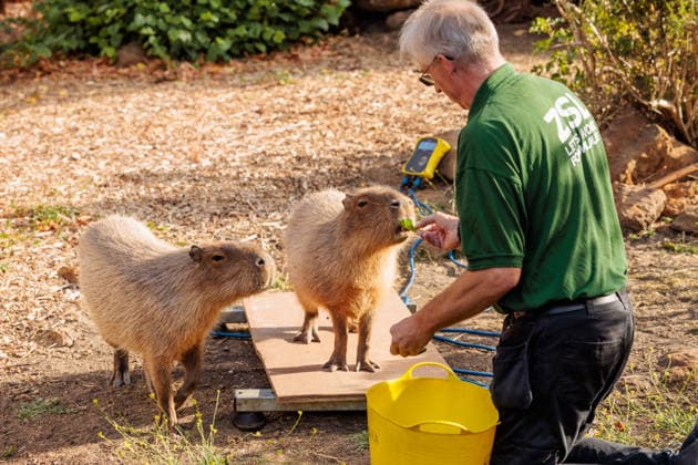 Annual weigh-in records animals™ vital statistics at ZSL London Zoo, London, UK. ZSL London Zoo, UK. 24th August 2026. Capybaras, Kiwi and Gizmo, are tempted onto the scales by ZSL London Zoo Keeper at the annual weigh in. The weigh-in is an opportunity for keepers at ZSL London Zoo to make sure the information they™ve recorded is up-to-date and accurate, enabling them to monitor each animals health. Each measurement is then added to the Zoological Information Management System (ZIMS), a database shared with zoos all over the world that helps zookeepers to compare important information on thousands of endangered species., Credit:Photo by Amanda Rose Amanda Rose Avalon United Kingdom, London, ZSL London Zoo  Copyright: xPhotoxbyxAmandaxRosex xAmandaxRosex xAvalonx 1128185230