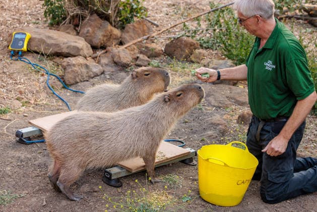 Annual weigh-in records animals™ vital statistics at ZSL London Zoo, London, UK. ZSL London Zoo, UK. 24th August 2026. Capybaras, Kiwi and Gizmo, are tempted onto the scales by ZSL London Zoo Keeper at the annual weigh in. The weigh-in is an opportunity for keepers at ZSL London Zoo to make sure the information they™ve recorded is up-to-date and accurate, enabling them to monitor each animals health. Each measurement is then added to the Zoological Information Management System (ZIMS), a database shared with zoos all over the world that helps zookeepers to compare important information on thousands of endangered species., Credit:Photo by Amanda Rose Amanda Rose Avalon United Kingdom, London, ZSL London Zoo  Copyright: xPhotoxbyxAmandaxRosex xAmandaxRosex xAvalonx 1128185231
