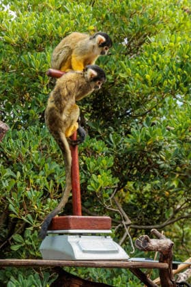 Annual weigh-in records animals™ vital statistics at ZSL London Zoo, London, UK. ZSL London Zoo, UK. 24th August 2026. Bolivian black-capped squirrel monkeys, are tempted onto the scales by ZSL London Zoo Keeper, Rowan, at the annual weigh in. The weigh-in is an opportunity for keepers at ZSL London Zoo to make sure the information they™ve recorded is up-to-date and accurate, enabling them to monitor each animals health. Each measurement is then added to the Zoological Information Management System (ZIMS), a database shared with zoos all over the world that helps zookeepers to compare important information on thousands of endangered species., Credit:Photo by Amanda Rose Amanda Rose Avalon United Kingdom, London, ZSL London Zoo  Copyright: xPhotoxbyxAmandaxRosex xAmandaxRosex xAvalonx 1128185233