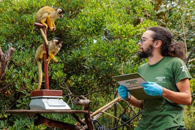 Annual weigh-in records animals™ vital statistics at ZSL London Zoo, London, UK. ZSL London Zoo, UK. 24th August 2026. Bolivian black-capped squirrel monkeys, are tempted onto the scales by ZSL London Zoo Keeper, Rowan, at the annual weigh in. The weigh-in is an opportunity for keepers at ZSL London Zoo to make sure the information they™ve recorded is up-to-date and accurate, enabling them to monitor each animals health. Each measurement is then added to the Zoological Information Management System (ZIMS), a database shared with zoos all over the world that helps zookeepers to compare important information on thousands of endangered species., Credit:Photo by Amanda Rose Amanda Rose Avalon United Kingdom, London, ZSL London Zoo  Copyright: xPhotoxbyxAmandaxRosex xAmandaxRosex xAvalonx 1128185234