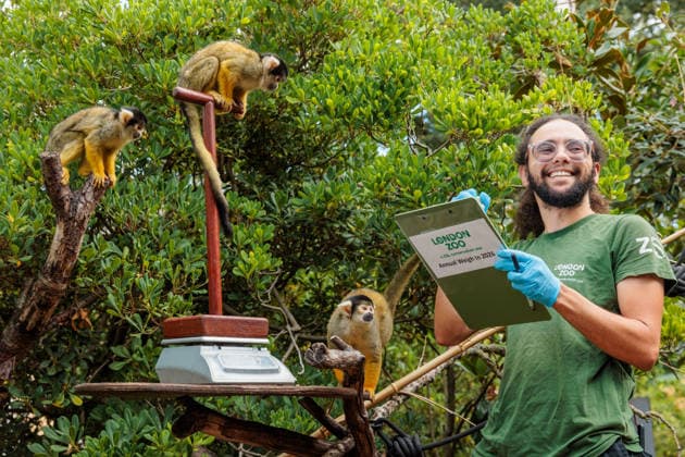 Annual weigh-in records animals™ vital statistics at ZSL London Zoo, London, UK. ZSL London Zoo, UK. 24th August 2026. Bolivian black-capped squirrel monkeys, are tempted onto the scales by ZSL London Zoo Keeper, Rowan, at the annual weigh in. The weigh-in is an opportunity for keepers at ZSL London Zoo to make sure the information they™ve recorded is up-to-date and accurate, enabling them to monitor each animals health. Each measurement is then added to the Zoological Information Management System (ZIMS), a database shared with zoos all over the world that helps zookeepers to compare important information on thousands of endangered species., Credit:Photo by Amanda Rose Amanda Rose Avalon United Kingdom, London, ZSL London Zoo  Copyright: xPhotoxbyxAmandaxRosex xAmandaxRosex xAvalonx 1128185236