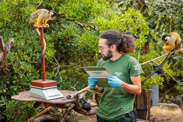 Annual weigh-in records animals™ vital statistics at ZSL London Zoo, London, UK. ZSL London Zoo, UK. 24th August 2026. Bolivian black-capped squirrel monkeys, are tempted onto the scales by ZSL London Zoo Keeper, Rowan, at the annual weigh in. The weigh-in is an opportunity for keepers at ZSL London Zoo to make sure the information they™ve recorded is up-to-date and accurate, enabling them to monitor each animals health. Each measurement is then added to the Zoological Information Management System (ZIMS), a database shared with zoos all over the world that helps zookeepers to compare important information on thousands of endangered species., Credit:Photo by Amanda Rose Amanda Rose Avalon United Kingdom, London, ZSL London Zoo  Copyright: xPhotoxbyxAmandaxRosex xAmandaxRosex xAvalonx 1128185239