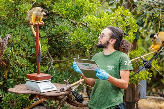 Annual weigh-in records animals™ vital statistics at ZSL London Zoo, London, UK. ZSL London Zoo, UK. 24th August 2026. Bolivian black-capped squirrel monkeys, are tempted onto the scales by ZSL London Zoo Keeper, Rowan, at the annual weigh in. The weigh-in is an opportunity for keepers at ZSL London Zoo to make sure the information they™ve recorded is up-to-date and accurate, enabling them to monitor each animals health. Each measurement is then added to the Zoological Information Management System (ZIMS), a database shared with zoos all over the world that helps zookeepers to compare important information on thousands of endangered species., Credit:Photo by Amanda Rose Amanda Rose Avalon United Kingdom, London, ZSL London Zoo  Copyright: xPhotoxbyxAmandaxRosex xAmandaxRosex xAvalonx 1128185241