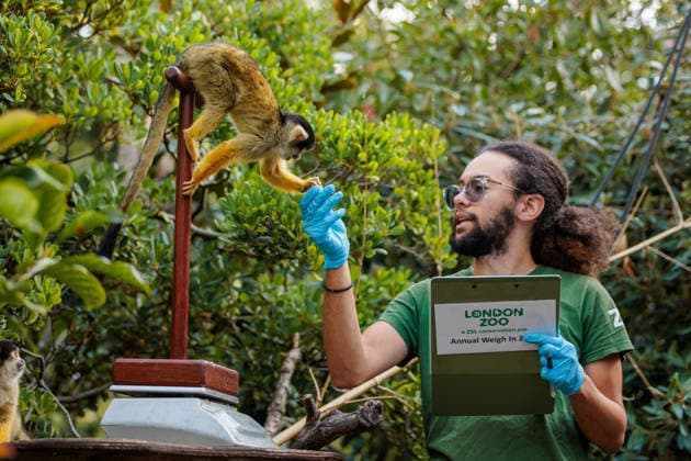 Annual weigh-in records animals™ vital statistics at ZSL London Zoo, London, UK. ZSL London Zoo, UK. 24th August 2026. Bolivian black-capped squirrel monkeys, are tempted onto the scales by ZSL London Zoo Keeper, Rowan, at the annual weigh in. The weigh-in is an opportunity for keepers at ZSL London Zoo to make sure the information they™ve recorded is up-to-date and accurate, enabling them to monitor each animals health. Each measurement is then added to the Zoological Information Management System (ZIMS), a database shared with zoos all over the world that helps zookeepers to compare important information on thousands of endangered species., Credit:Photo by Amanda Rose Amanda Rose Avalon United Kingdom, London, ZSL London Zoo  Copyright: xPhotoxbyxAmandaxRosex xAmandaxRosex xAvalonx 1128185243