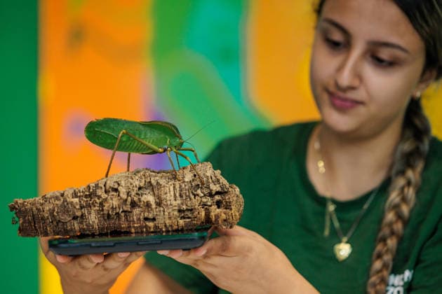 Annual weigh-in records animals™ vital statistics at ZSL London Zoo, London, UK. ZSL London Zoo, UK. 24th August 2026. A critically endangered Giant Hooded Katydid is weighed by ZSL London Zoo Keeper, Zeynah, at the annual weigh in. The weigh-in is an opportunity for keepers at ZSL London Zoo to make sure the information they™ve recorded is up-to-date and accurate, to enable them to monitor each animals health. Each measurement is then added to the Zoological Information Management System (ZIMS), a database shared with zoos all over the world that helps zookeepers to compare important information on thousands of endangered species., Credit:Photo by Amanda Rose Amanda Rose Avalon United Kingdom, London, ZSL London Zoo  Copyright: xPhotoxbyxAmandaxRosex xAmandaxRosex xAvalonx 1128185246