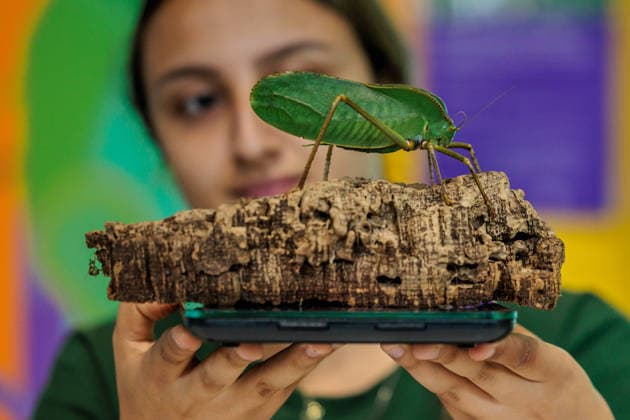Annual weigh-in records animals™ vital statistics at ZSL London Zoo, London, UK. ZSL London Zoo, UK. 24th August 2026. A critically endangered Giant Hooded Katydid is weighed by ZSL London Zoo Keeper, Zeynah, at the annual weigh in. The weigh-in is an opportunity for keepers at ZSL London Zoo to make sure the information they™ve recorded is up-to-date and accurate, to enable them to monitor each animals health. Each measurement is then added to the Zoological Information Management System (ZIMS), a database shared with zoos all over the world that helps zookeepers to compare important information on thousands of endangered species., Credit:Photo by Amanda Rose Amanda Rose Avalon United Kingdom, London, ZSL London Zoo  Copyright: xPhotoxbyxAmandaxRosex xAmandaxRosex xAvalonx 1128185247