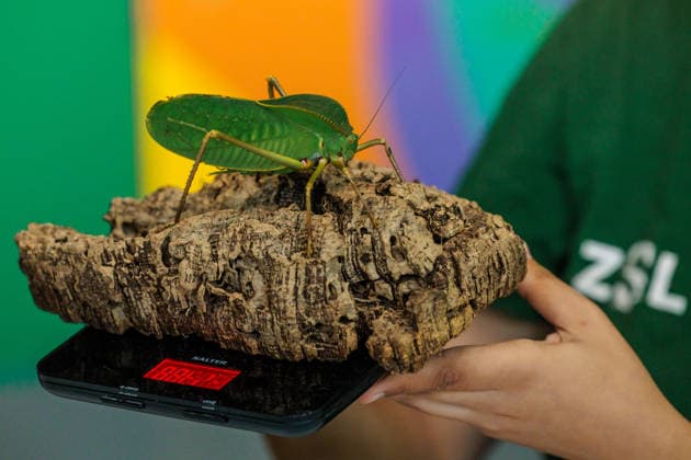 Annual weigh-in records animals™ vital statistics at ZSL London Zoo, London, UK. ZSL London Zoo, UK. 24th August 2026. A critically endangered Giant Hooded Katydid is weighed by ZSL London Zoo Keeper, Zeynah, at the annual weigh in. The weigh-in is an opportunity for keepers at ZSL London Zoo to make sure the information they™ve recorded is up-to-date and accurate, to enable them to monitor each animals health. Each measurement is then added to the Zoological Information Management System (ZIMS), a database shared with zoos all over the world that helps zookeepers to compare important information on thousands of endangered species., Credit:Photo by Amanda Rose Amanda Rose Avalon United Kingdom, London, ZSL London Zoo  Copyright: xPhotoxbyxAmandaxRosex xAmandaxRosex xAvalonx 1128185253