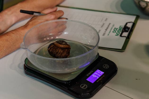 Annual weigh-in records animals™ vital statistics at ZSL London Zoo, London, UK. ZSL London Zoo, UK. 24th August 2026. Vietnamese giant magnolia snails are weighed by ZSL London Zoo Keeper, Jamie, at the annual weigh in. The weigh-in is an opportunity for keepers at ZSL London Zoo to ensure the information they™ve recorded is up-to-date and accurate, to enable them to monitor each animals health. Each measurement is then added to the Zoological Information Management System (ZIMS), a database shared with zoos all over the world that helps zookeepers to compare important information on thousands of endangered species., Credit:Photo by Amanda Rose Amanda Rose Avalon United Kingdom, London, ZSL London Zoo  Copyright: xPhotoxbyxAmandaxRosex xAmandaxRosex xAvalonx 1128185259