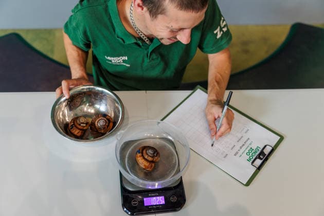 Annual weigh-in records animals™ vital statistics at ZSL London Zoo, London, UK. ZSL London Zoo, UK. 24th August 2026. Vietnamese giant magnolia snails are weighed by ZSL London Zoo Keeper, Jamie, at the annual weigh in. The weigh-in is an opportunity for keepers at ZSL London Zoo to ensure the information they™ve recorded is up-to-date and accurate, to enable them to monitor each animals health. Each measurement is then added to the Zoological Information Management System (ZIMS), a database shared with zoos all over the world that helps zookeepers to compare important information on thousands of endangered species., Credit:Photo by Amanda Rose Amanda Rose Avalon United Kingdom, London, ZSL London Zoo  Copyright: xPhotoxbyxAmandaxRosex xAmandaxRosex xAvalonx 1128185272