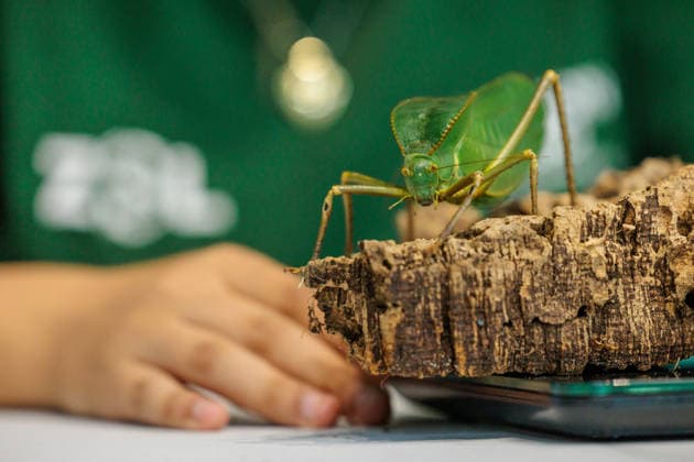 Annual weigh-in records animals™ vital statistics at ZSL London Zoo, London, UK. ZSL London Zoo, UK. 24th August 2026. A critically endangered Giant Hooded Katydid is weighed by ZSL London Zoo Keeper, Zeynah, at the annual weigh in. The weigh-in is an opportunity for keepers at ZSL London Zoo to make sure the information they™ve recorded is up-to-date and accurate, to enable them to monitor each animals health. Each measurement is then added to the Zoological Information Management System (ZIMS), a database shared with zoos all over the world that helps zookeepers to compare important information on thousands of endangered species., Credit:Photo by Amanda Rose Amanda Rose Avalon United Kingdom, London, ZSL London Zoo  Copyright: xPhotoxbyxAmandaxRosex xAmandaxRosex xAvalonx 1128185281