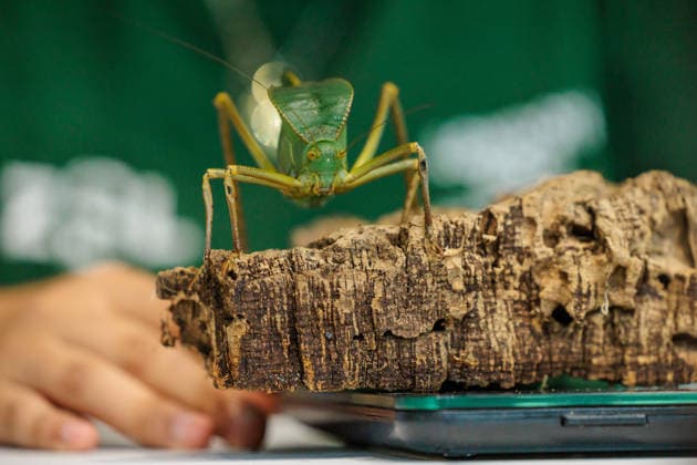 Annual weigh-in records animals™ vital statistics at ZSL London Zoo, London, UK. ZSL London Zoo, UK. 24th August 2026. A critically endangered Giant Hooded Katydid is weighed by ZSL London Zoo Keeper, Zeynah, at the annual weigh in. The weigh-in is an opportunity for keepers at ZSL London Zoo to make sure the information they™ve recorded is up-to-date and accurate, to enable them to monitor each animals health. Each measurement is then added to the Zoological Information Management System (ZIMS), a database shared with zoos all over the world that helps zookeepers to compare important information on thousands of endangered species., Credit:Photo by Amanda Rose Amanda Rose Avalon United Kingdom, London, ZSL London Zoo  Copyright: xPhotoxbyxAmandaxRosex xAmandaxRosex xAvalonx 1128185284