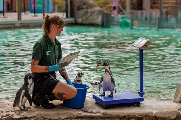 Annual weigh-in records animals™ vital statistics at ZSL London Zoo, London, UK. ZSL London Zoo, UK. 24th August 2026. Humboldt Penguins are tempted onto the scales by ZSL London Zoo Keeper at the annual weigh in. The weigh-in is an opportunity for keepers at ZSL London Zoo to ensure the information they™ve recorded is up-to-date and accurate, to enable them to monitor each animals health. Each measurement is then added to the Zoological Information Management System (ZIMS), a database shared with zoos all over the world that helps zookeepers to compare important information on thousands of endangered species., Credit:Photo by Amanda Rose Amanda Rose Avalon United Kingdom, London, ZSL London Zoo  Copyright: xPhotoxbyxAmandaxRosex xAmandaxRosex xAvalonx 1128185289