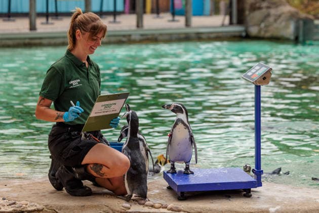 Annual weigh-in records animals™ vital statistics at ZSL London Zoo, London, UK. ZSL London Zoo, UK. 24th August 2026. Humboldt Penguins are tempted onto the scales by ZSL London Zoo Keeper at the annual weigh in. The weigh-in is an opportunity for keepers at ZSL London Zoo to ensure the information they™ve recorded is up-to-date and accurate, to enable them to monitor each animals health. Each measurement is then added to the Zoological Information Management System (ZIMS), a database shared with zoos all over the world that helps zookeepers to compare important information on thousands of endangered species., Credit:Photo by Amanda Rose Amanda Rose Avalon United Kingdom, London, ZSL London Zoo  Copyright: xPhotoxbyxAmandaxRosex xAmandaxRosex xAvalonx 1128185292