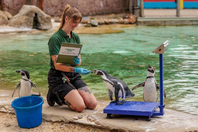 Annual weigh-in records animals™ vital statistics at ZSL London Zoo, London, UK. ZSL London Zoo, UK. 24th August 2026. Humboldt Penguins are tempted onto the scales by ZSL London Zoo Keeper at the annual weigh in. The weigh-in is an opportunity for keepers at ZSL London Zoo to ensure the information they™ve recorded is up-to-date and accurate, to enable them to monitor each animals health. Each measurement is then added to the Zoological Information Management System (ZIMS), a database shared with zoos all over the world that helps zookeepers to compare important information on thousands of endangered species., Credit:Photo by Amanda Rose Amanda Rose Avalon United Kingdom, London, ZSL London Zoo  Copyright: xPhotoxbyxAmandaxRosex xAmandaxRosex xAvalonx 1128185295