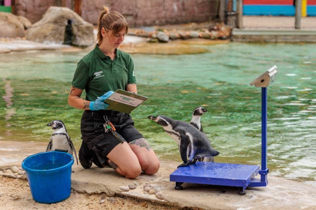 Annual weigh-in records animals™ vital statistics at ZSL London Zoo, London, UK. ZSL London Zoo, UK. 24th August 2026. Humboldt Penguins are tempted onto the scales by ZSL London Zoo Keeper at the annual weigh in. The weigh-in is an opportunity for keepers at ZSL London Zoo to ensure the information they™ve recorded is up-to-date and accurate, to enable them to monitor each animals health. Each measurement is then added to the Zoological Information Management System (ZIMS), a database shared with zoos all over the world that helps zookeepers to compare important information on thousands of endangered species., Credit:Photo by Amanda Rose Amanda Rose Avalon United Kingdom, London, ZSL London Zoo  Copyright: xPhotoxbyxAmandaxRosex xAmandaxRosex xAvalonx 1128185299