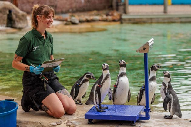 Annual weigh-in records animals™ vital statistics at ZSL London Zoo, London, UK. ZSL London Zoo, UK. 24th August 2026. Humboldt Penguins are tempted onto the scales by ZSL London Zoo Keeper at the annual weigh in. The weigh-in is an opportunity for keepers at ZSL London Zoo to ensure the information they™ve recorded is up-to-date and accurate, to enable them to monitor each animals health. Each measurement is then added to the Zoological Information Management System (ZIMS), a database shared with zoos all over the world that helps zookeepers to compare important information on thousands of endangered species., Credit:Photo by Amanda Rose Amanda Rose Avalon United Kingdom, London, ZSL London Zoo  Copyright: xPhotoxbyxAmandaxRosex xAmandaxRosex xAvalonx 1128185313