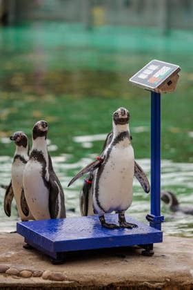 Annual weigh-in records animals™ vital statistics at ZSL London Zoo, London, UK. ZSL London Zoo, UK. 24th August 2026. Humboldt Penguins are tempted onto the scales by ZSL London Zoo Keeper at the annual weigh in. The weigh-in is an opportunity for keepers at ZSL London Zoo to ensure the information they™ve recorded is up-to-date and accurate, to enable them to monitor each animals health. Each measurement is then added to the Zoological Information Management System (ZIMS), a database shared with zoos all over the world that helps zookeepers to compare important information on thousands of endangered species., Credit:Photo by Amanda Rose Amanda Rose Avalon United Kingdom, London, ZSL London Zoo  Copyright: xPhotoxbyxAmandaxRosex xAmandaxRosex xAvalonx 1128185317