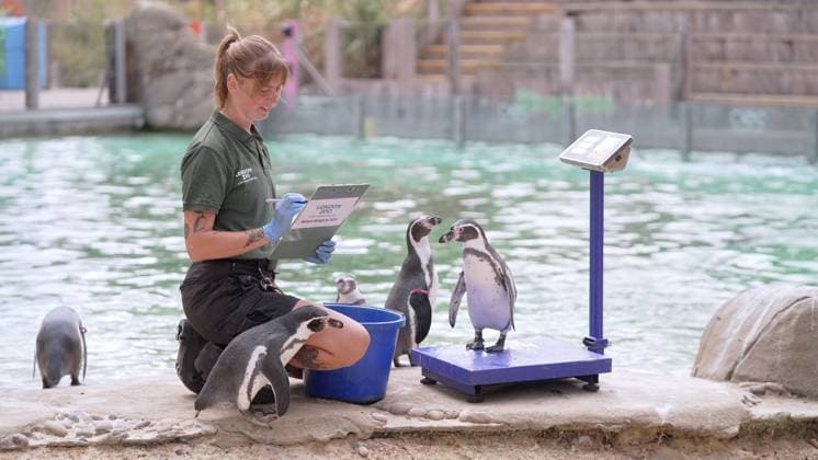 London Zoo records animals™ health statistics at annual weigh in Jessica Ray weighs the Humboldt penguins at London Zoo 2026 London Zoo™s animals hopped on the scales this morning (Monday 24 August 2026) as the conservation Zoo hosted its annual weigh-in. London Zoo™s animals are weighed and measured on a regular basis as a way of continually monitoring their health, development and even identifying pregnancies. Each measurement is added to the Zoological Information Management System (ZIMS) on Species360, a database shared with animal carers and conservationists all over the world that helps them compare important information on thousands of endangered species. The weigh-in provides an opportunity to ensure the information recor  Copyright: xZSLxLondonxZoox xB66x xAvalonx 1128198525