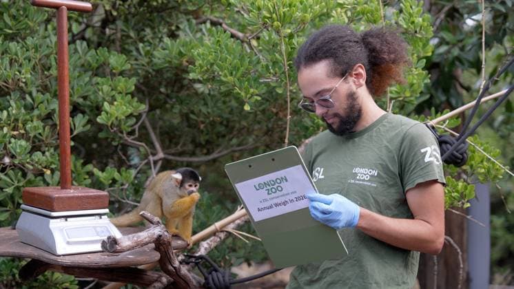 London Zoo records animals™ health statistics at annual weigh in Rowan Swainson weighs a Bolivian black-capped squirrel monkey 2026 London Zoo™s animals hopped on the scales this morning (Monday 24 August 2026) as the conservation Zoo hosted its annual weigh-in. London Zoo™s animals are weighed and measured on a regular basis as a way of continually monitoring their health, development and even identifying pregnancies. Each measurement is added to the Zoological Information Management System (ZIMS) on Species360, a database shared with animal carers and conservationists all over the world that helps them compare important information on thousands of endangered species. The weigh-in provides an opportunity to ensure the informatio  Copyright: xZSLxLondonxZoox xB66x xAvalonx 1128198533