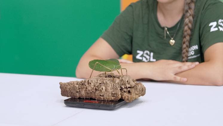 London Zoo records animals™ health statistics at annual weigh in Zeynah Abu Warda weighs a katydid at London Zoo 2026 London Zoo™s animals hopped on the scales this morning (Monday 24 August 2026) as the conservation Zoo hosted its annual weigh-in. London Zoo™s animals are weighed and measured on a regular basis as a way of continually monitoring their health, development and even identifying pregnancies. Each measurement is added to the Zoological Information Management System (ZIMS) on Species360, a database shared with animal carers and conservationists all over the world that helps them compare important information on thousands of endangered species. The weigh-in provides an opportunity to ensure the information recorded for  Copyright: xZSLxLondonxZoox xB66x xAvalonx 1128198536