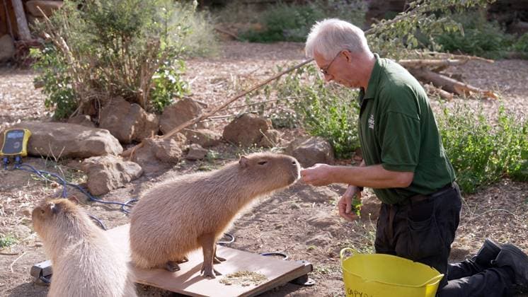 London Zoo records animals™ health statistics at annual weigh in Zookeeper Mick Tiley weighs Gizmo the capybara 2026 London Zoo™s animals hopped on the scales this morning (Monday 24 August 2026) as the conservation Zoo hosted its annual weigh-in. London Zoo™s animals are weighed and measured on a regular basis as a way of continually monitoring their health, development and even identifying pregnancies. Each measurement is added to the Zoological Information Management System (ZIMS) on Species360, a database shared with animal carers and conservationists all over the world that helps them compare important information on thousands of endangered species. The weigh-in provides an opportunity to ensure the information recorded for  Copyright: xZSLxLondonxZoox xB66x xAvalonx 1128198539