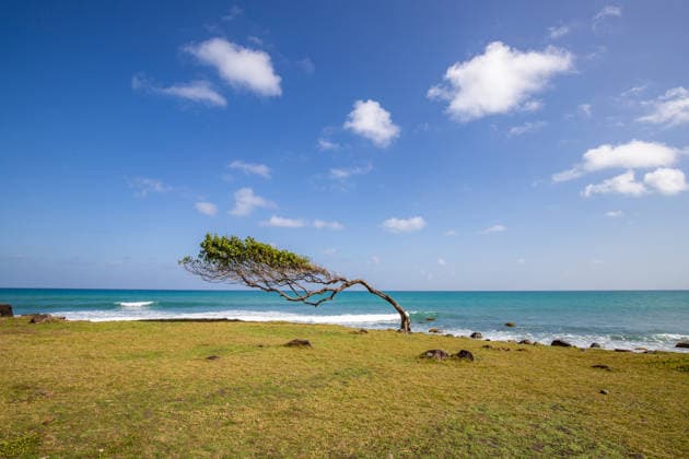 Pointe Allegre, Naturdenkmal, Bäume Wachsen mit dem Wind, Plessis Nogent, Sainte Rose, Guadeloupe, Französische Antillen, Frankreich, Europa *** Pointe Allegre, Natural Landmark, Trees grow with the Wind, Plessis Nogent, Sainte Rose, Guadeloupe, French Antilles, France, Europe 1131400416