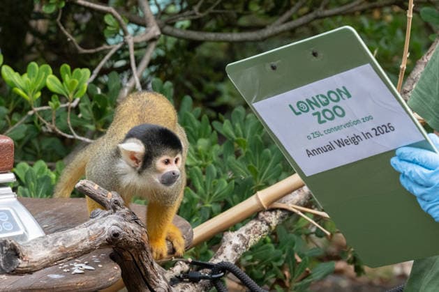 Bolivian black-capped squirrel monkeys during the Annual Weigh-In at ZSL London Zoo in London, England. UK. Monday 24th August 2026 Copyright: xJamesxWarrenx ANNUAL WEIGH-IN AT ZSL LONDON ZOO10