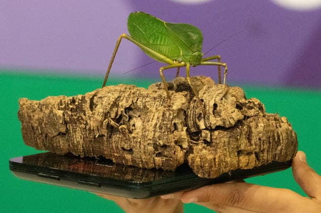 Katydid during the Annual Weigh-In at ZSL London Zoo in London, England. UK. Monday 24th August 2026 Copyright: xJamesxWarrenx ANNUAL WEIGH-IN AT ZSL LONDON ZOO11