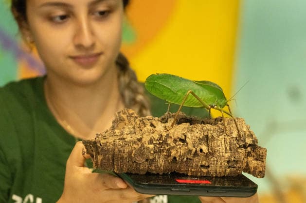 Katydid during the Annual Weigh-In at ZSL London Zoo in London, England. UK. Monday 24th August 2026 Copyright: xJamesxWarrenx ANNUAL WEIGH-IN AT ZSL LONDON ZOO13