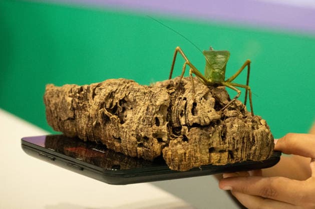 Katydid during the Annual Weigh-In at ZSL London Zoo in London, England. UK. Monday 24th August 2026 Copyright: xJamesxWarrenx ANNUAL WEIGH-IN AT ZSL LONDON ZOO14
